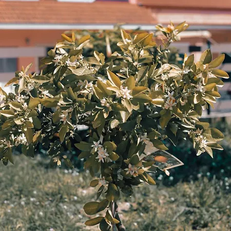 Nyaraló Xanthates Escape Xanthátesz