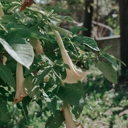 Xanthates Escape Дом отдыха *